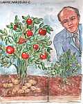 Кузьме Геракловичу Гладышеву удалось-таки вывести гибрид картофеля с помидором